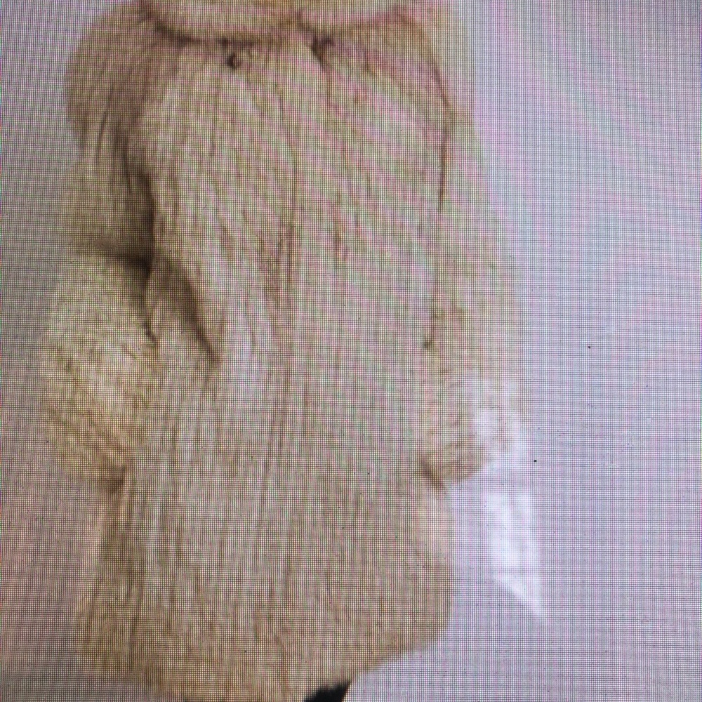 White Blue Fox Fur Coat sz L-XL